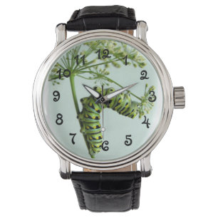 Schwarze Frack-Raupe, die Petersilieuhr isst Armbanduhr