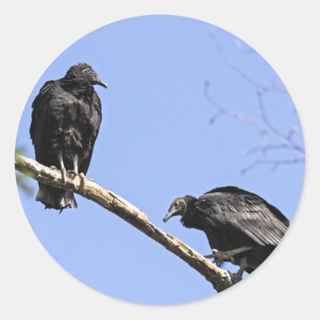 Schwarze Geier Runder Aufkleber (Vorderseite)