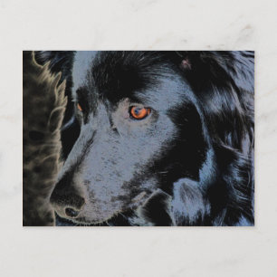 Schwarze Grenz-Collie-Gesicht-Hund Postkarte