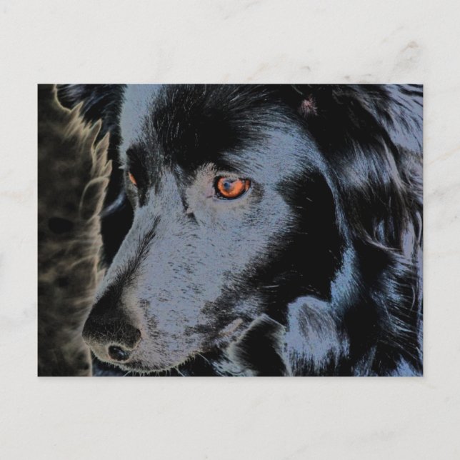 Schwarze Grenz-Collie-Gesicht-Hund Postkarte (Vorderseite)