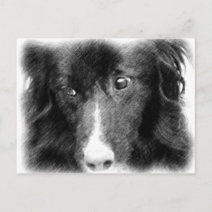 Schwarze Grenze Collie Art Postfach Postkarte