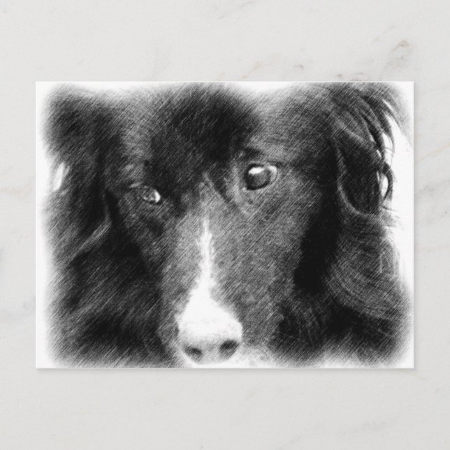 Schwarze Grenze Collie Art Postfach Postkarte (Vorderseite)