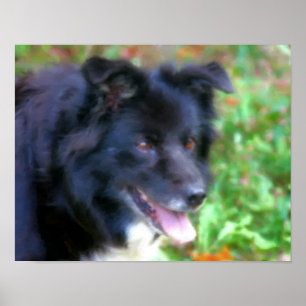 Schwarze Grenze Collie Dog Foto Malerei Poster