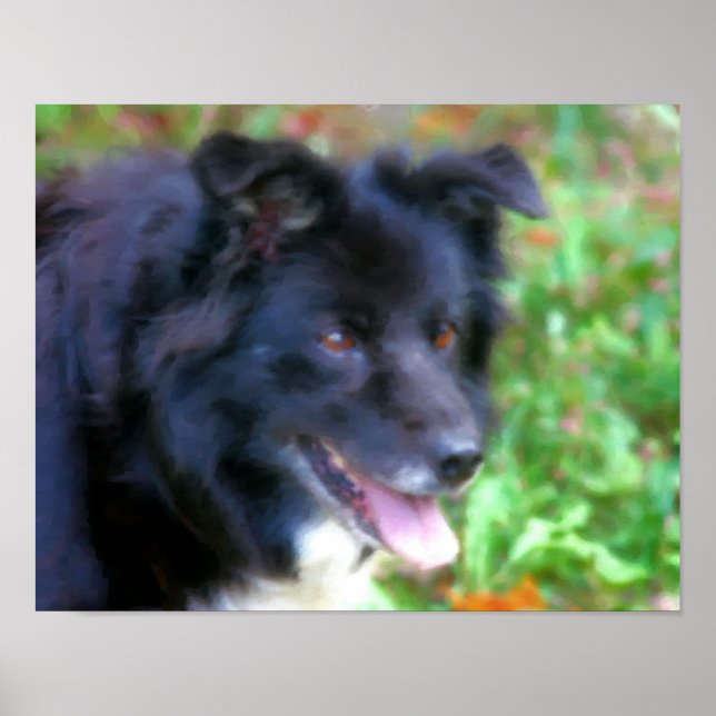 Schwarze Grenze Collie Dog Foto Malerei Poster (Vorne)