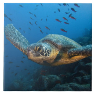 Schwarze (grüne) Schildkröte (Chelonia agassizi) Fliese