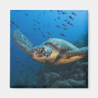 Schwarze (grüne) Schildkröte (Chelonia agassizi)