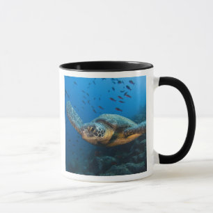 Schwarze (grüne) Schildkröte (Chelonia agassizi) Tasse