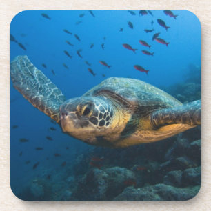 Schwarze (Grüne) Schildkröte (Chelonia agassizi) Untersetzer