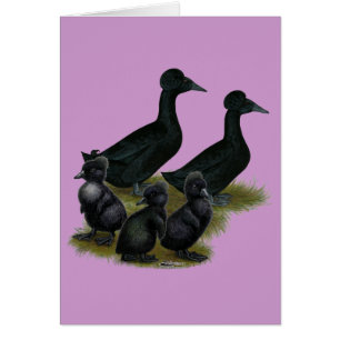 Schwarze Haubenentenfamilie