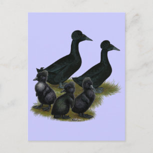 Schwarze Haubenentenfamilie Postkarte