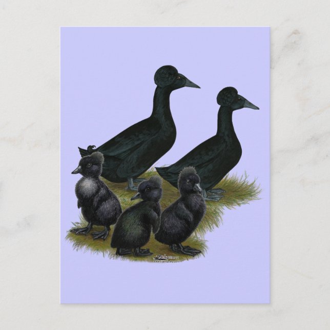 Schwarze Haubenentenfamilie Postkarte (Vorderseite)