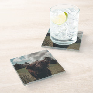 Schwarze Highland-Schottlandkuh weidet vintage ret Glasuntersetzer