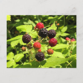 Schwarze Himbeeren, frisch Postkarte