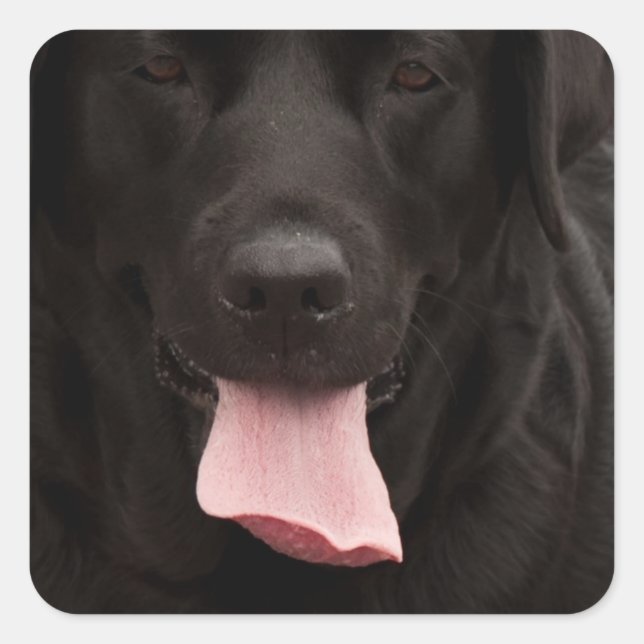 Schwarze Hundegesicht Quadratischer Aufkleber (Vorderseite)