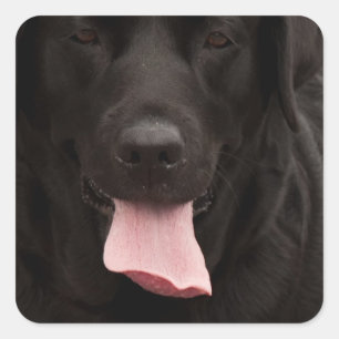Schwarze Hundegesicht Quadratischer Aufkleber