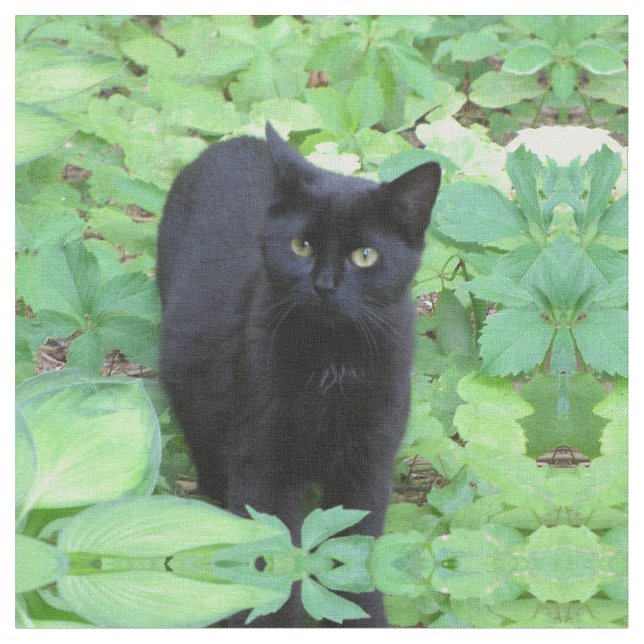Schwarze Kätzchen-Katze im Garten Stoff (Nahaufnahme)