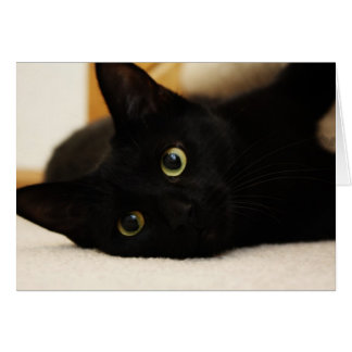 Schwarze Katze