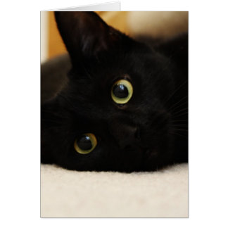 Schwarze Katze
