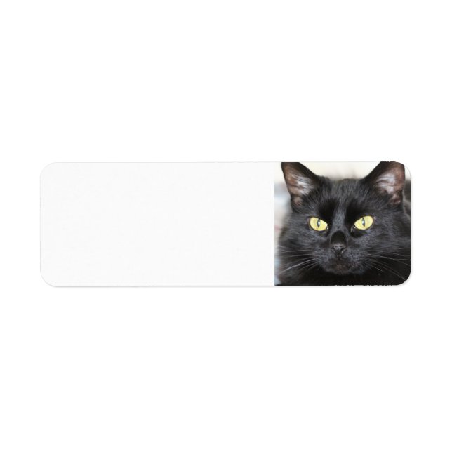 Schwarze Katze (Vorne)