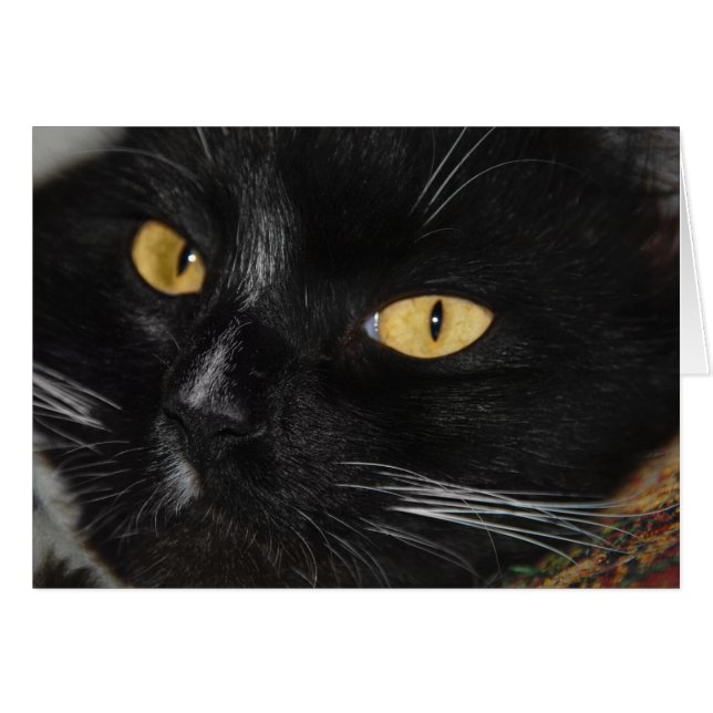 Schwarze Katze (Vorderseite (Horizontal))