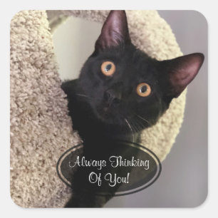 Schwarze Katze, die an Sie Aufkleber denkt