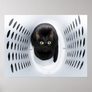 Schwarze Katze, die aus einem weißen Waschbär hera Poster