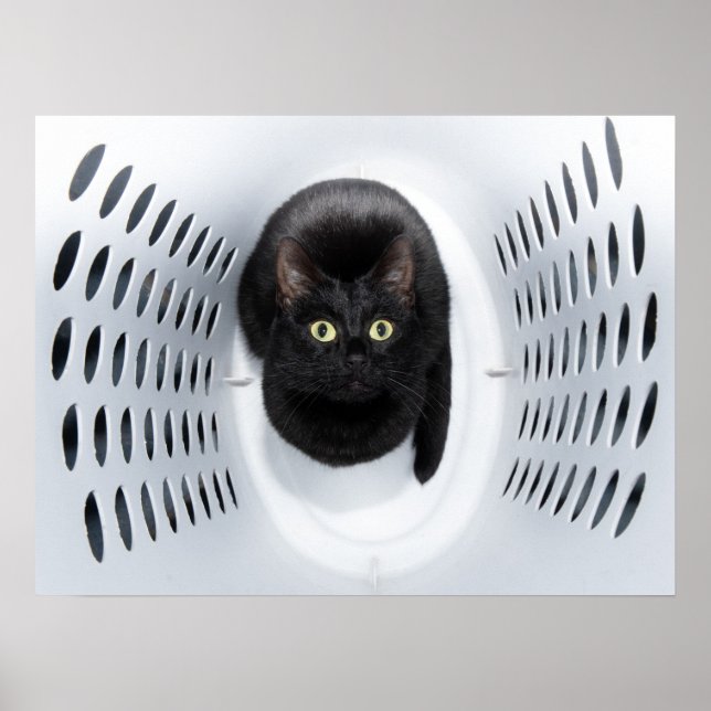 Schwarze Katze, die aus einem weißen Waschbär hera Poster (Vorne)