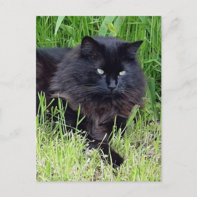Schwarze Katze, flauschig, lange Fliege, Stolz Postkarte (Vorderseite)