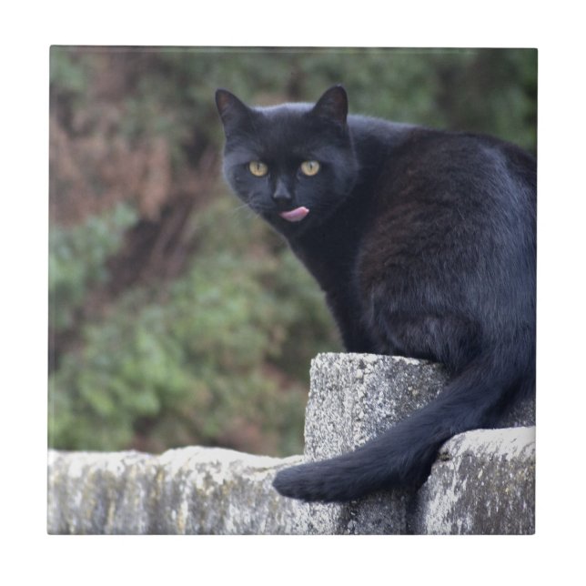Schwarze Katze Fliese (Vorderseite)
