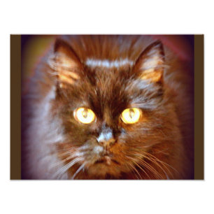 schwarze Katze Fotodruck