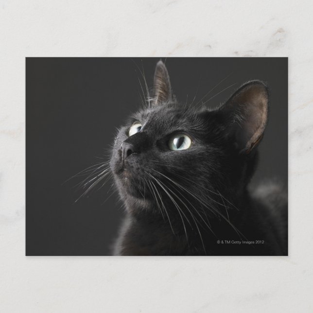 Schwarze Katze gegen schwarzen Hintergrund, Postkarte (Vorderseite)
