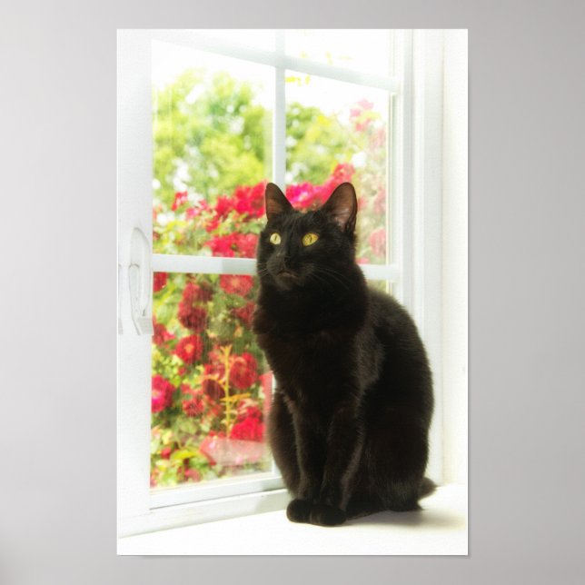Schwarze Katze Gerahmt in Weiß Poster (Vorne)