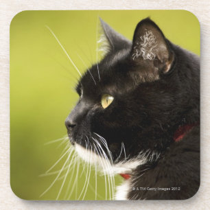 Schwarze Katze Getränkeuntersetzer