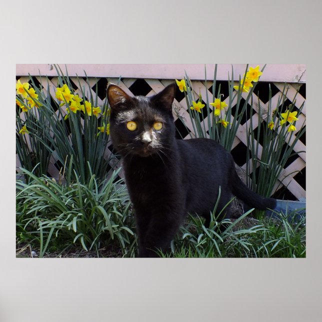 Schwarze Katze in der Hülle der Götter Poster (Vorne)