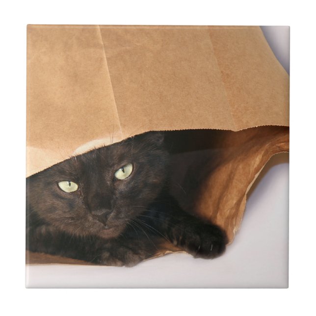 Schwarze Katze in der Tasche Fliese (Vorderseite)