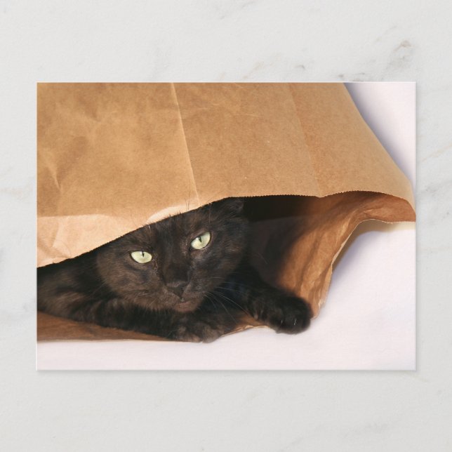 Schwarze Katze in einem Beutel auf der Postkarte (Vorderseite)