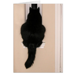 Schwarze Katze in magerem Fenster