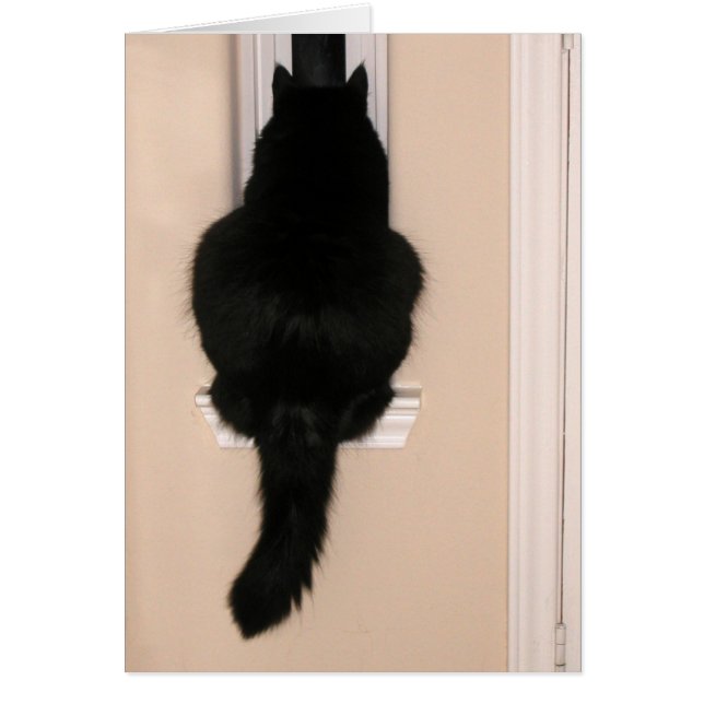 Schwarze Katze in magerem Fenster (Vorne)