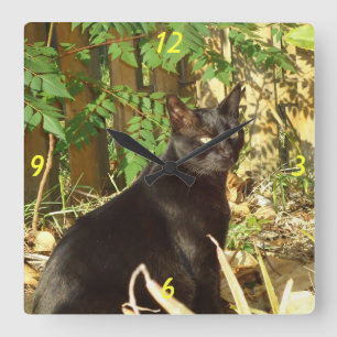 Schwarze Katze in Morgensun-Wanduhr Quadratische Wanduhr