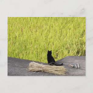 Schwarze Katze in Rice Paddy Postkarte