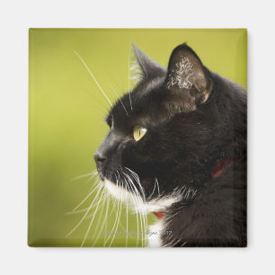 Schwarze Katze Magnet