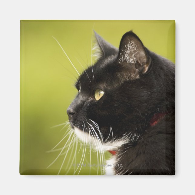 Schwarze Katze Magnet (Vorne)