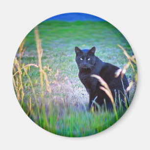Schwarze Katze Magnet