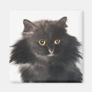 SCHWARZE KATZE MAGNET