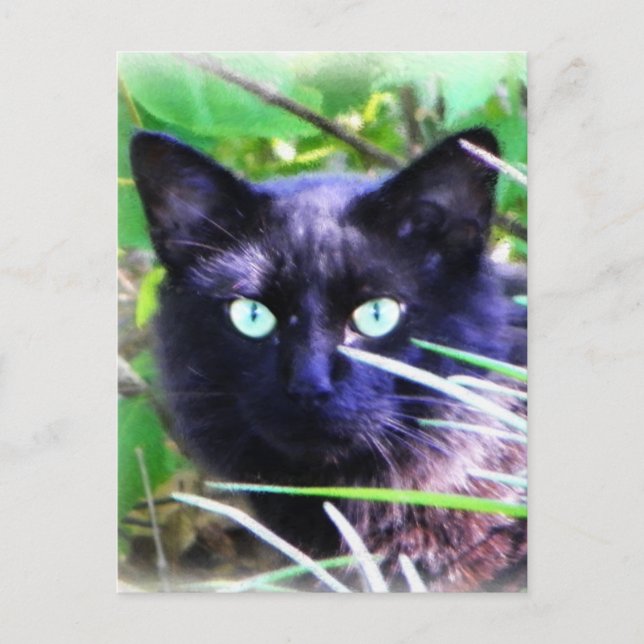 Schwarze Katze mit auffälligen grünen Augen Postkarte (Vorderseite)