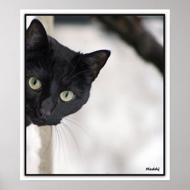 Schwarze Katze - mit Grenze Poster (Vorne)