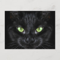 Schwarze Katze mit grünen Augen