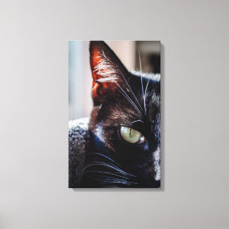 Schwarze Katze mit grünen Augen wickelte Leinwand