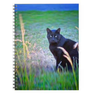 Schwarze Katze Notizblock
