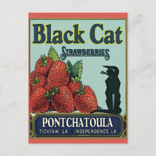 Schwarze Katze, Pontchatoula Erdbeeren Postkarte